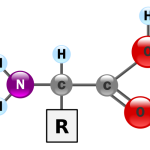 Aminoácido - estrutura geral